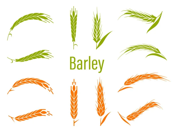 Concepto para la etiqueta de productos orgánicos, cosecha y agricultura, grano, panadería, alimentos saludables . — Archivo Imágenes Vectoriales