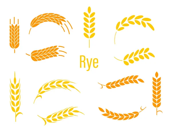Ears of rye. — Stock Vector