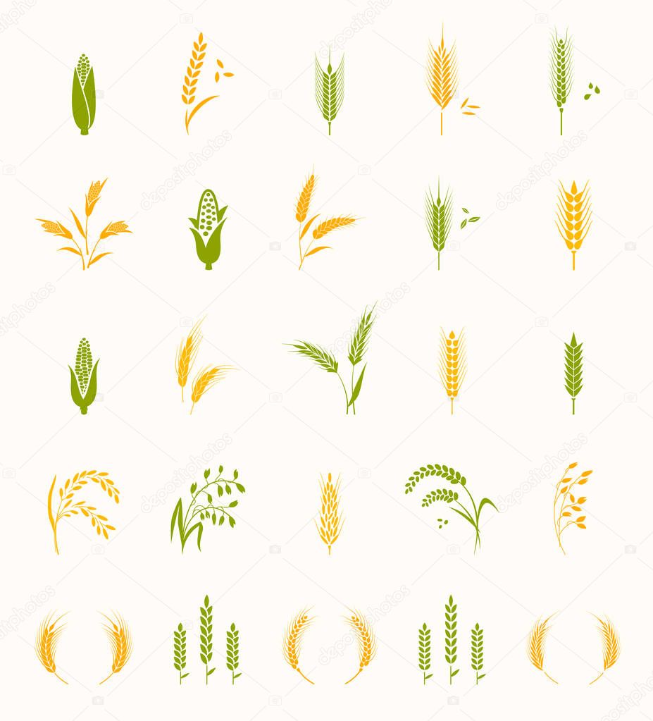Cereals icon set with rice, wheat, corn, oats, rye, barley. Concept for organic products label, harvest and farming, grain bakery healthy food