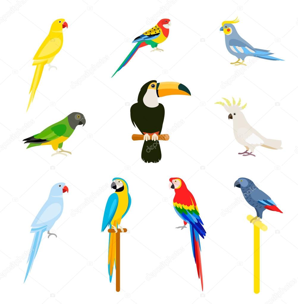 Tropical parrot set with colored feathers and wings. Vector cartoon parrots isolated on white background.