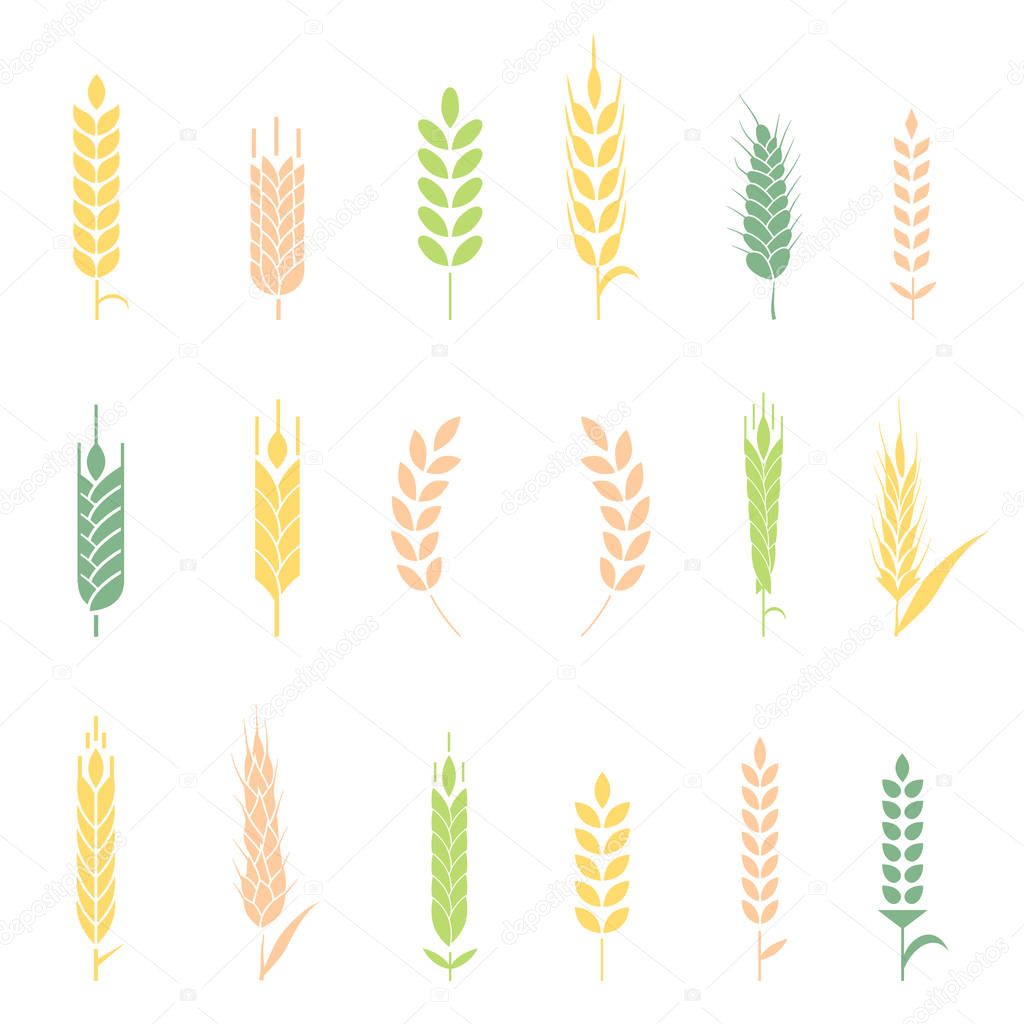 Cereals icon set with rice, wheat, corn, oats, rye, barley. Concept for organic products label, harvest and farming, grain bakery healthy food