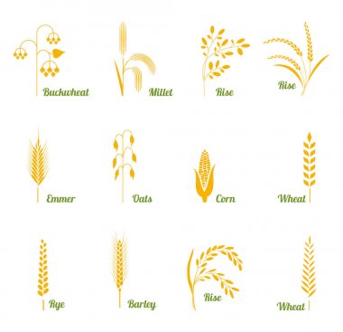 Buğday kulak veya pirinç Icons set.