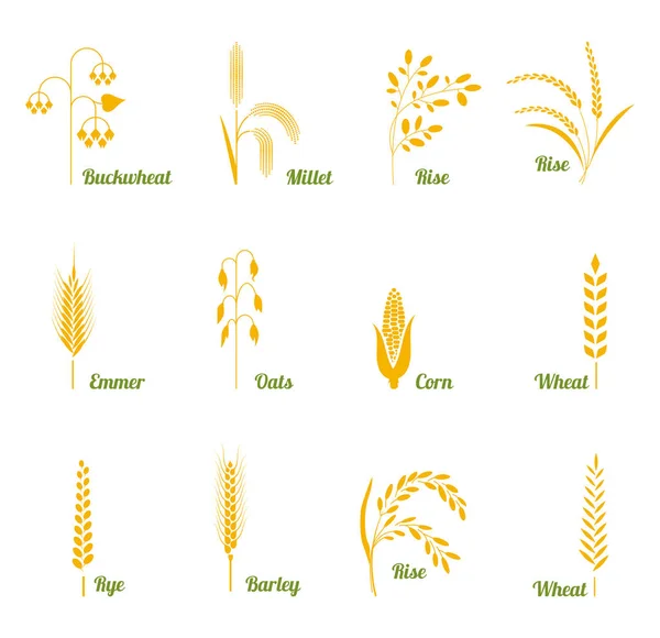 Wheat ears or rice icons set. — Stock Vector