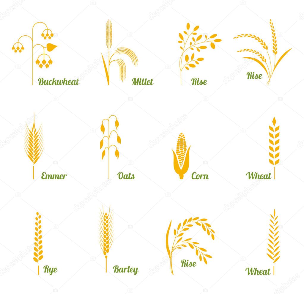 Wheat ears or rice icons set.