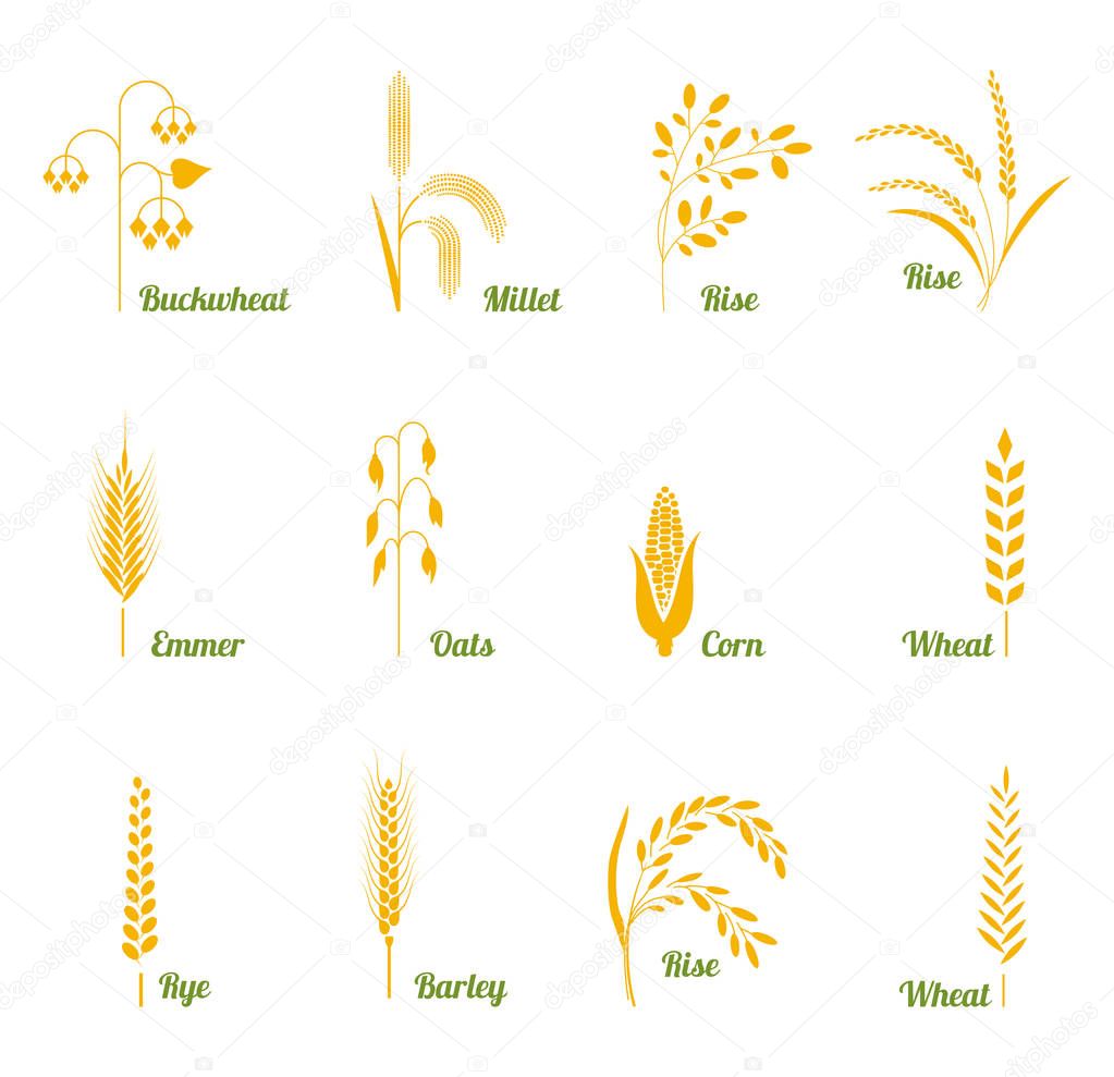 Icon set of cereals with rice, wheat, corn, oats, rye, barley, buckwheat. The concept of marking organic products, harvest and agriculture, grain, bakery products healthy food