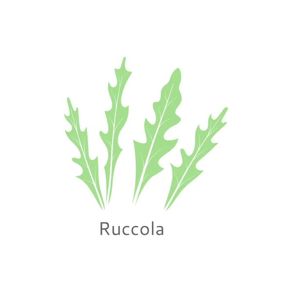 Ruccola blad isolerade på vit bakgrund. Hälsosam sallad. — Stock vektor