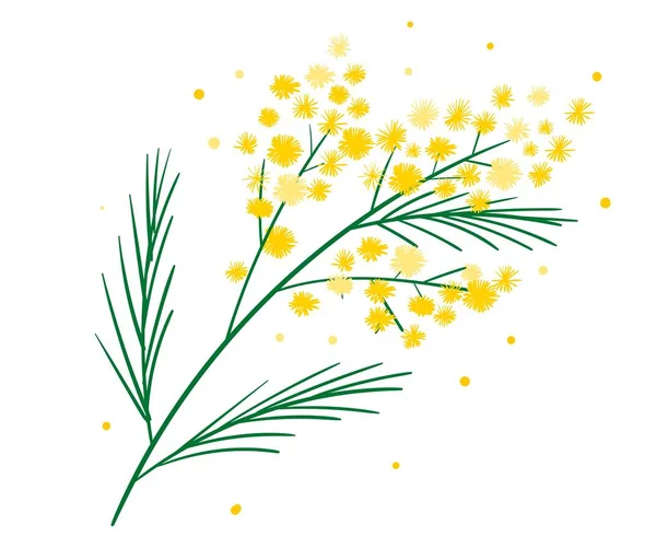 Mimosa jaune symbole de branche de fleur de printemps isolé sur blanc. Bundle de parties de la plante à fleurs de printemps magnifique. Élégantes décorations florales. Illustration vectorielle . Illustration De Stock