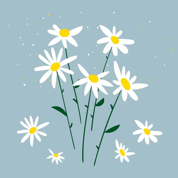 Illustration vectorielle de la camomille. Bouquet de marguerites sur fond bleu. Conception pour tisanes, cosmétiques naturels, produits de santé, aromathérapie, homéopathie. Plantes à fleurs de caniche plat simple Illustrations De Stock Libres De Droits