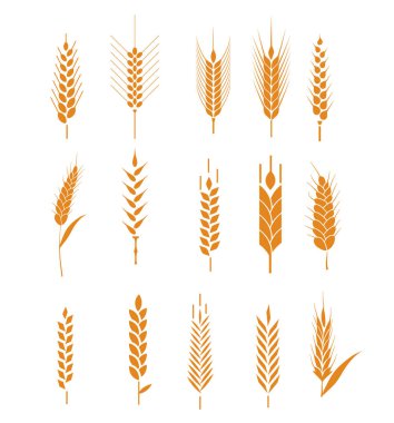 Pirinç, buğday, mısır, yulaf, çavdar ve arpa içeren mısır ikonu. Buğday ekmeği sembolleri. Organik, tarım tohumu, bitki ve yiyecek, doğal yemek. Vektör illüstrasyonu.