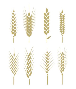 Bir mısır tarlası. Beyaz arka planda izole edilmiş tarım sembolleri. Ekmek paketleme etiketi için tasarım elemanları. Vektör illüstrasyonu.