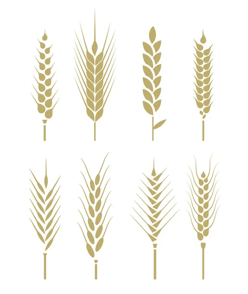 Pole Kłosów Kukurydzy Symbole Rolnictwa Izolowane Białym Tle Elementy Konstrukcyjne — Wektor stockowy