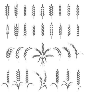 Wheat ears or rice icons set. Agricultural symbols isolated on white background. Design elements for bread packaging or beer label. Vector illustration. clipart