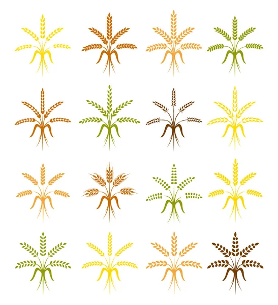 Symboles Usure Blé Pour Conception Logo Agriculture Grain Plante Biologique — Image vectorielle
