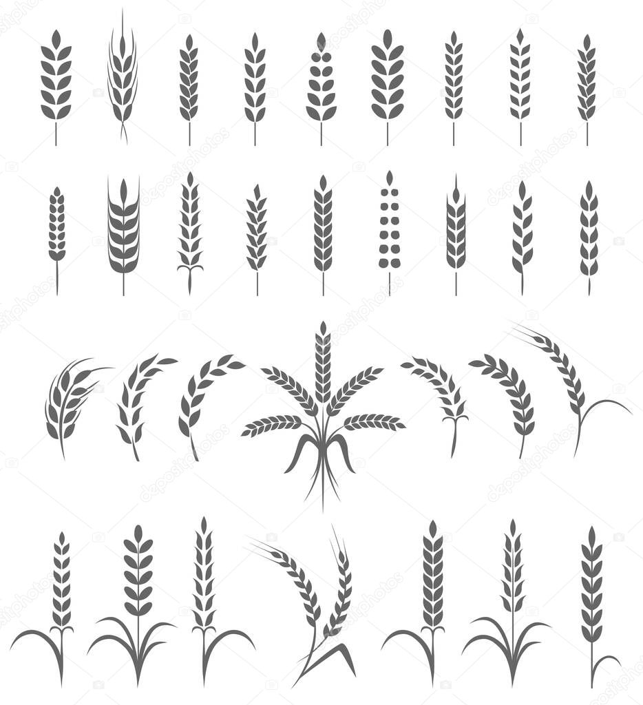 Wheat ears or rice icons set. Agricultural symbols isolated on white background. Design elements for bread packaging or beer label. Vector illustration.