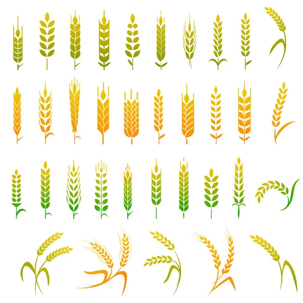トウモロコシ オート麦 ライ麦 大麦でセットされた穀物のアイコン オーガニック製品ラベル 収穫や農作業 健康食品のコンセプト — ストックベクタ
