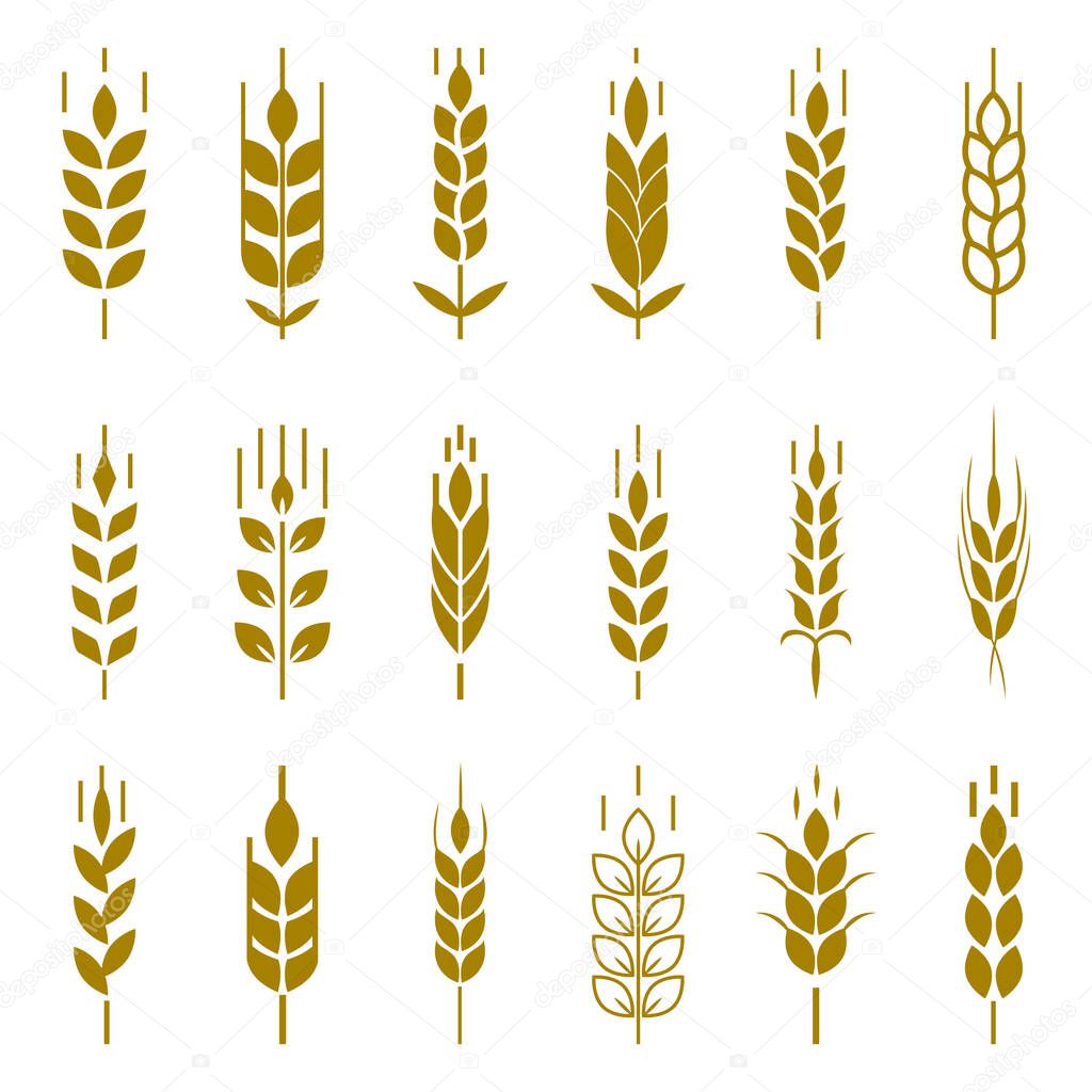 Wheat ear symbols for logo design. Agriculture grain, organic plant, bread food, natural harvest, vector illustration.