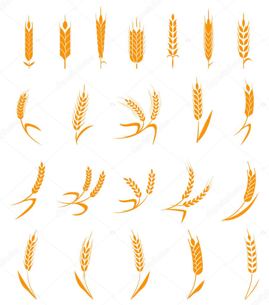 Set of simple and stylish Wheat Ears icons and design elements for beer, organic local farm fresh food, bakery themed design.