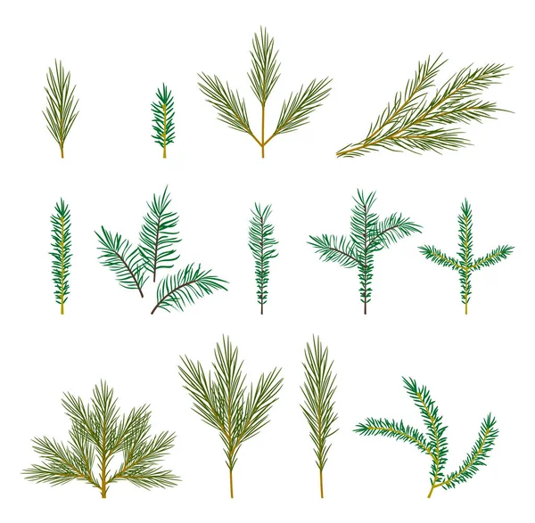 Branches of a Christmas tree. — Stock Vector