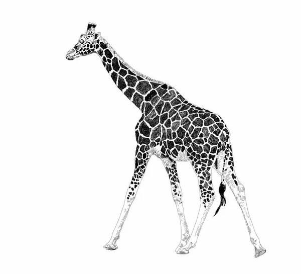 Leuke giraffe op een witte achtergrond. Afrikaans safari dier. Doodle klaar. Zwart op wit. Vector art illustratie. Wilde dieren zoogdieren. Natuurobjecten. Vintage gravure. Handgetekende schets stijl. — Stockvector