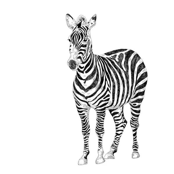 Proužkovaná zebra. Africké safari zvíře. kreslit monochromatickou kresbu vektorové grafiky. Vektorová ilustrace. — Stockový vektor