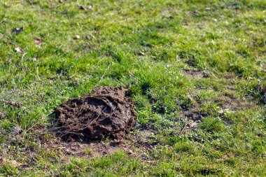 Cow droppings on green grass .copy space clipart