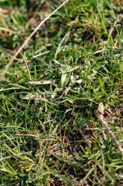 Yeşil çimlere inek dışkısı. Kopya alanı