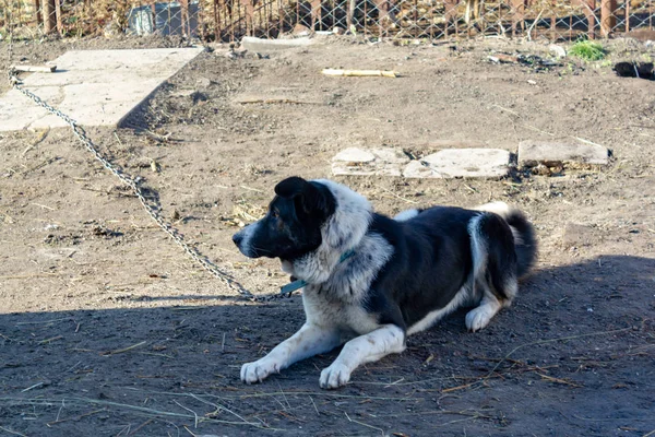 Großer Schwarz Weißer Hund Einer Kette Liegt Schatten — Stockfoto