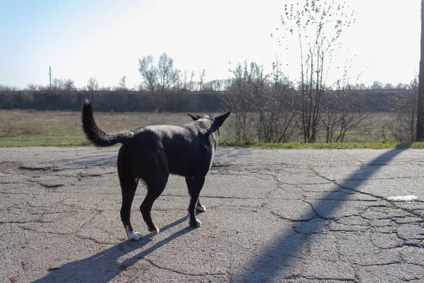 Schwarzer Hund Steht Auf Grauem Asphalt — Stockfoto