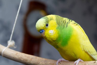 Sarı-yeşil bir papağan asılmış bir çubuğa oturur. Boşluğu kopyala