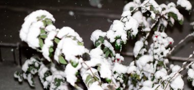 Geceleri kırmızı böğürtlenli karla kaplı gül ağacı