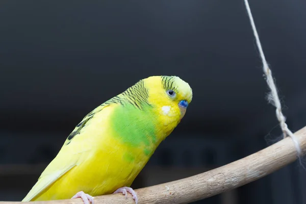 Pappagallo Giallo Verde Siede Bastone Sospeso Copia Spazio — Foto Stock