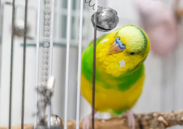 Papagaio Amarelo Verde Senta Uma Gaiola Com Sinos Close — Fotografia de Stock