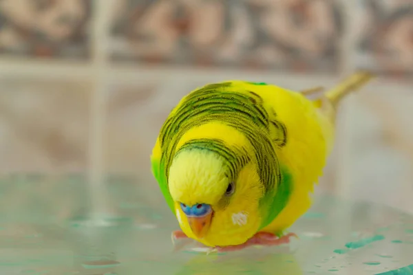 Amarillo Loro Verde Sobre Vidrio Húmedo Cerca —  Fotos de Stock