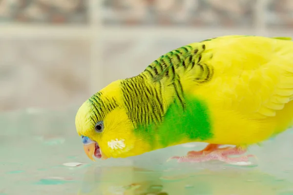 Papagaio Verde Amarelo Vidro Molhado Perto — Fotografia de Stock