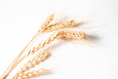 Beyaz arka planda kuru buğday çıkıntısı