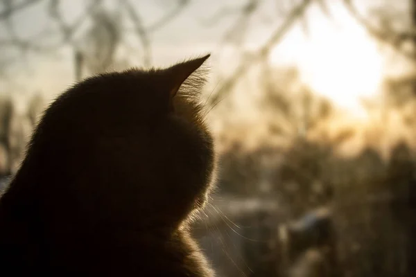 Gato Sol Poniente Mira Los Árboles Fuera Ventana — Foto de Stock