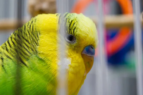 Papagaio Listrado Amarelo Verde Através Gaiola Perto — Fotografia de Stock