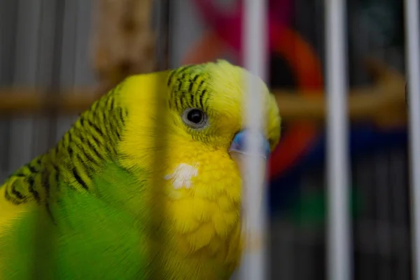 Žlutozelený Proužkovaný Papoušek Klecí Zavřít — Stock fotografie