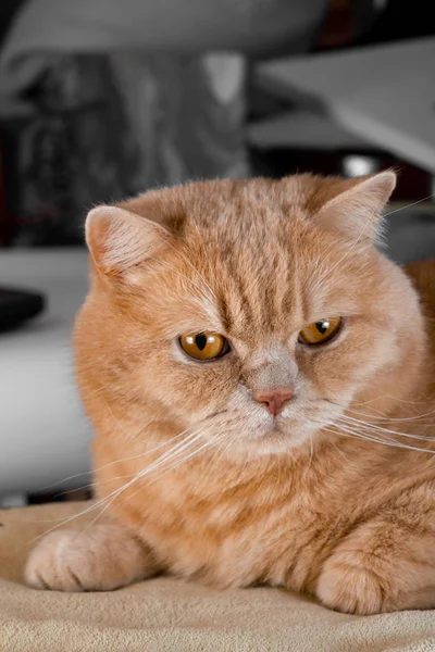 Červená Kočka Vypadá Překvapeně Šedém Pozadí — Stock fotografie