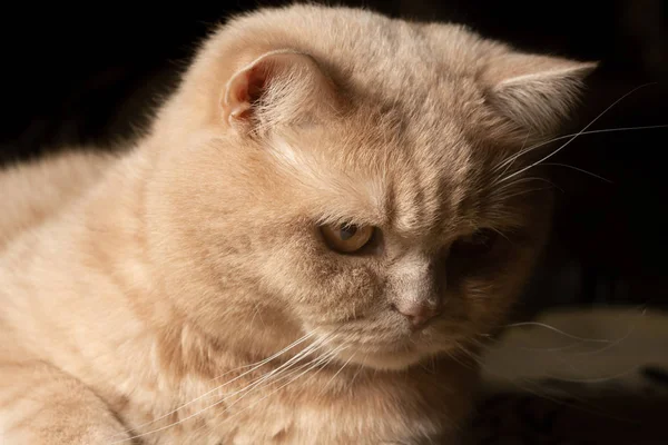 Gato Vermelho Olha Surpresa Fundo Escuro — Fotografia de Stock