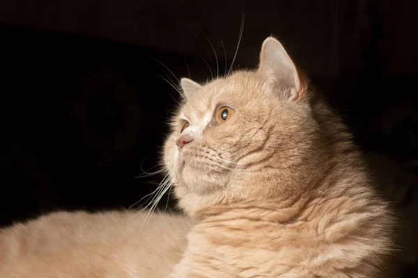 Gato Rojo Mira Sorprendido Sobre Fondo Oscuro —  Fotos de Stock