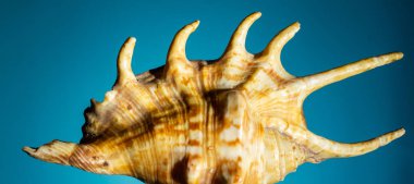 Mavi arka planda sert gölgeleri olan büyük bir deniz kabuğu. Kapat, boşluğu kopyala