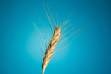 Mavi arka planda kurutulmuş sarı buğday. Boşluğu kopyala