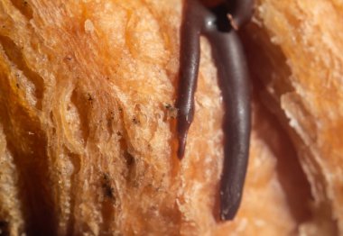 Çikolatalı kruvasan keki. yakın plan