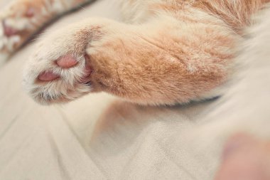 Kızıl kedi pembe bacaklarla geri döndü. Kapat.