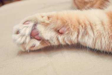 Önünde pembe patileri olan kızıl bir kedi. Kapat.