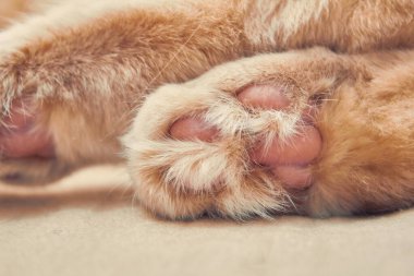 Kızıl Kedi 2, pembe bacaklı. Kapat.