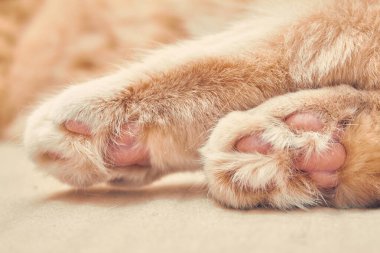 Kızıl Kedi 2, pembe bacaklı. Kapat.