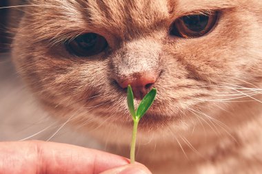 Yeşil bir salatalık tohumu zencefil kedisini kokluyor. Kapat.