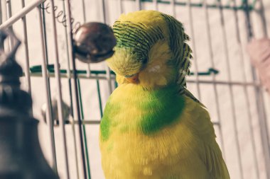 Kafeste yıkanan bir papağan. Kapat.